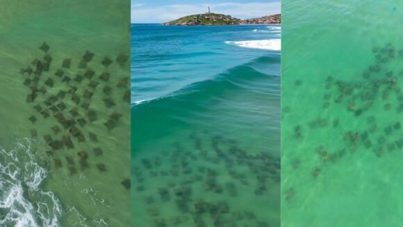 Grupo de 100 arraias é avistado próximo ao Farol de Santa Marta e cenário encanta