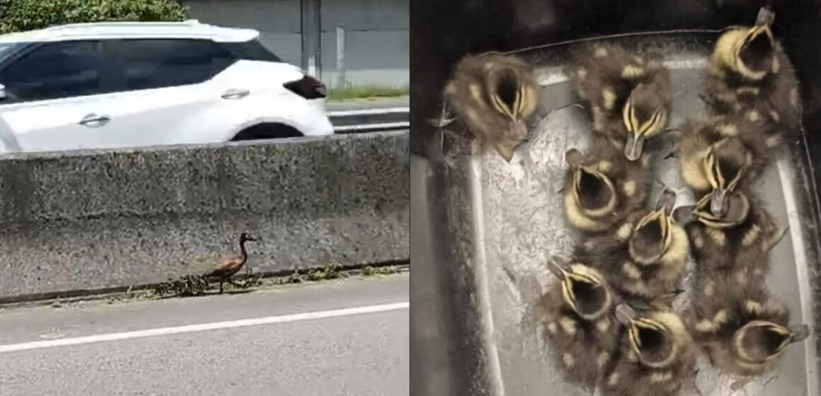 PRF salva mãe e nove filhotes de marreco que estavam encurralados na BR-101, em Tubarão