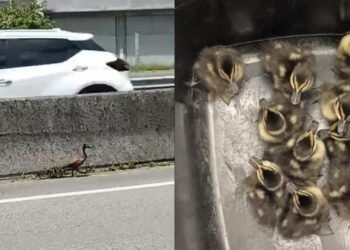 Foto: Divulgação PRF