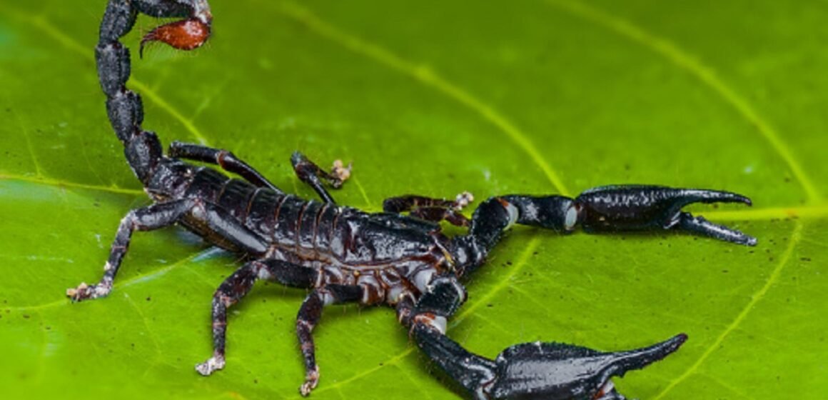 Atendimentos por acidentes com animais peçonhentos crescem em Santa Catarina