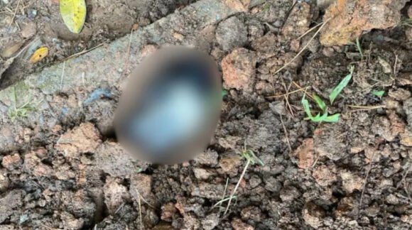 Cachorra prenha é enterrada viva em Joinville e caso gera operação policial