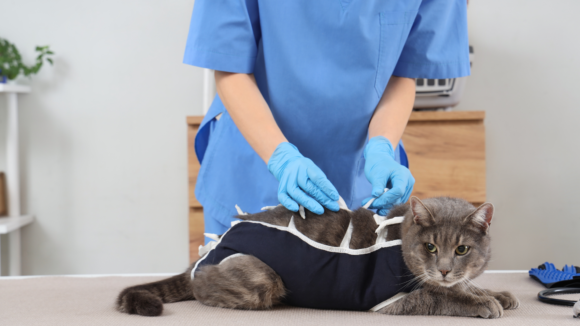 Castração em Tubarão inclui consulta, exames e medicação gratuita