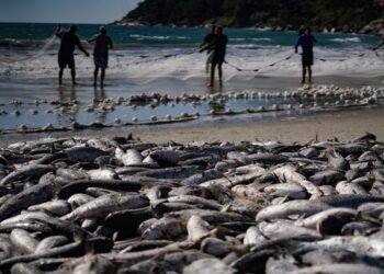 Foto: Ricardo Wolffenbüttel/ SECOM/ Divulgação/ UNITVSC
