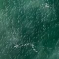 Imagens de drone mostram cardume gigante de tainhas cobrindo praias em Laguna