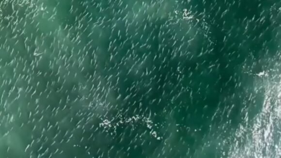 Imagens de drone mostram cardume gigante de tainhas cobrindo praias em Laguna