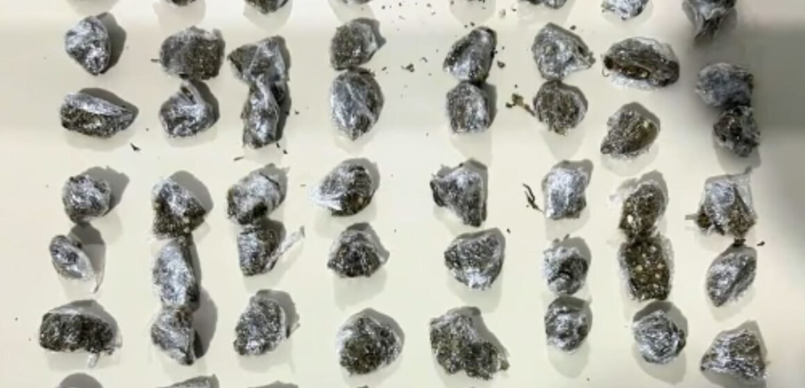 Com ajuda de cão farejador, Polícia Militar apreende mais de 200 pinos de cocaína em Tubarão