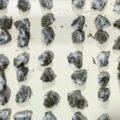 Com ajuda de cão farejador, Polícia Militar apreende mais de 200 pinos de cocaína em Tubarão