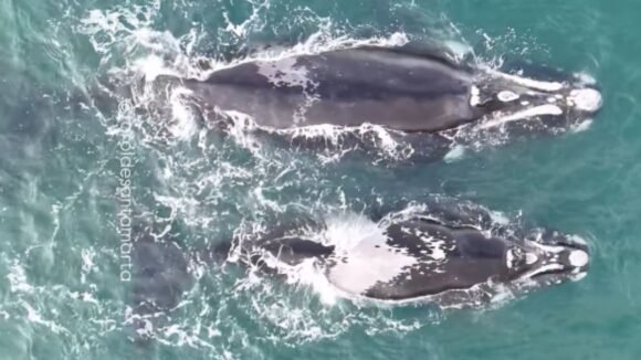 Gigantes do mar: baleias-francas são gravadas em Laguna no início de mais uma temporada