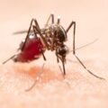 Tubarão registra mais de 600 focos de dengue e três casos confirmados da doença