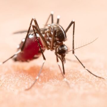 Tubarão registra mais de 600 focos de dengue e três casos confirmados da doença