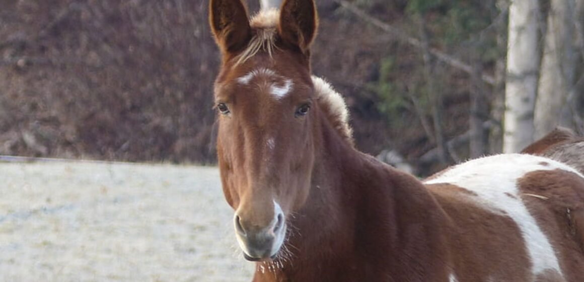 Proprietários rurais de Laguna podem adotar cavalos recolhidos nas ruas do município