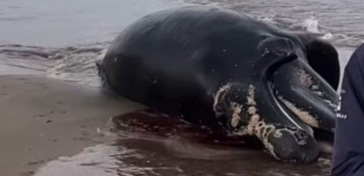 Filhote de baleia-franca é encontrado morto na Praia da Vila, em Imbituba Filhote de baleia-franca é encontrado morto na Praia da Vila, em Imbituba