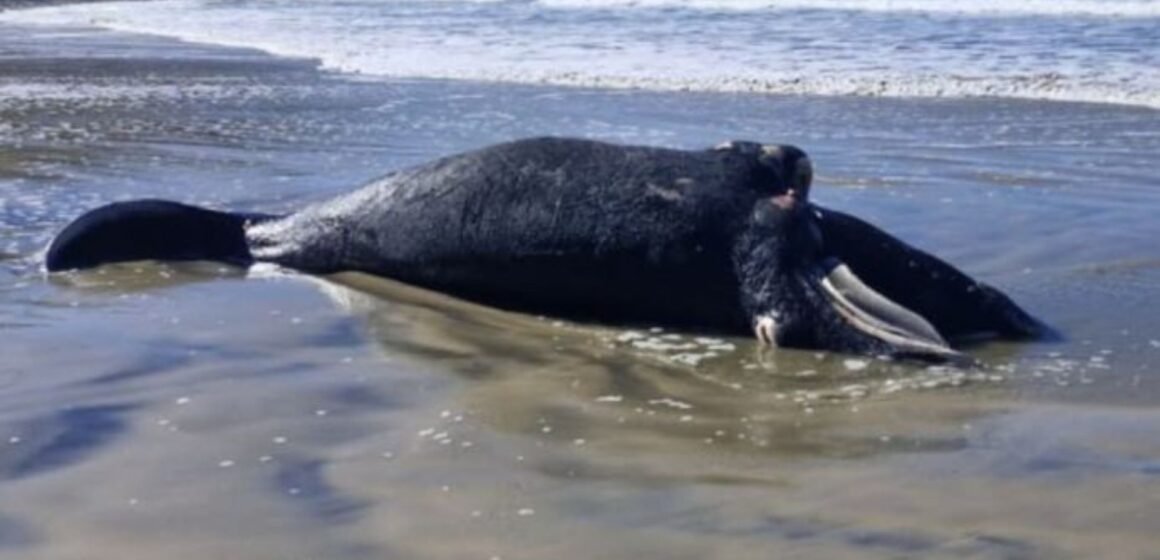Filhote de baleia-franca é encontrado morto em praia de Imbituba Filhote de baleia-franca é encontrado morto em praia de Imbituba