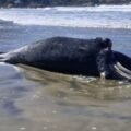 Filhote de baleia-franca é encontrado morto em praia de Imbituba