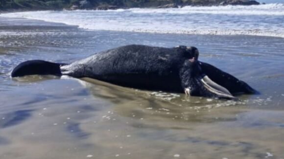 Filhote de baleia-franca é encontrado morto em praia de Imbituba