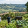 Solo saudável, alimento saudável: região Sul promove debate nacional sobre agricultura regenerativa biodinâmica e orgânica