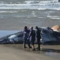 Baleia-jubarte é retirada dos Molhes da Barra, em Laguna, após ser encontrada morta