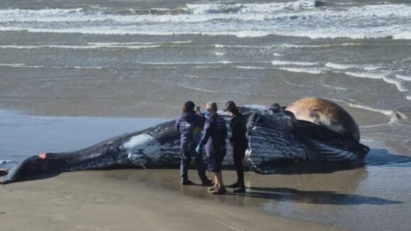Baleia-jubarte é retirada dos Molhes da Barra, em Laguna, após ser encontrada morta