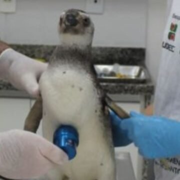 Mais de 400 pinguins-de-magalhães são registrados em praias entre Laguna e Imbituba em julho