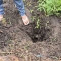 Homem preso por matar cão a pauladas e enxadadas em Imaruí é liberado após audiência de custódia
