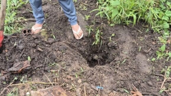 Homem preso por matar cão a pauladas e enxadadas em Imaruí é liberado após audiência de custódia